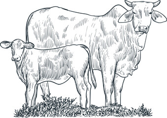 Vintage hand drawn sketch Santa Gertrudis cattle eid al adha