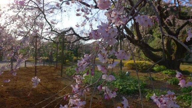 Cherry blossom in a traditional Japanese Garden Rikugien in Tokyo, Japan, springtime in a park in Tokyo, sakura tree blooming in Japan