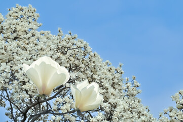 モクレンの花 (Magnolia)