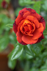 Hot cocoa rose flower bloom in garden spring summer time