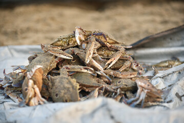 Sea Crab Carnage: The Stunning Aftermath of a Battle Beneath the Waves