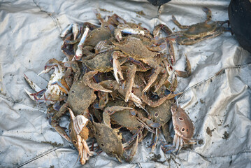 Sea Crab Carnage: The Stunning Aftermath of a Battle Beneath the Waves