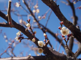 梅の花