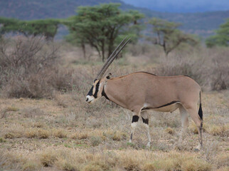 full length side view of an east african oryx in the wild savannah of the buffalo springs national reserve, kenya