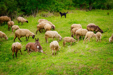 Flock of sheep with one donkey are grazing grass on meadow