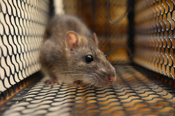 f rat trapped in the iron cage