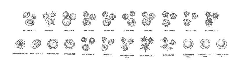 Blood cells isolated on white background. Scientific microbiology vector illustration in sketch style