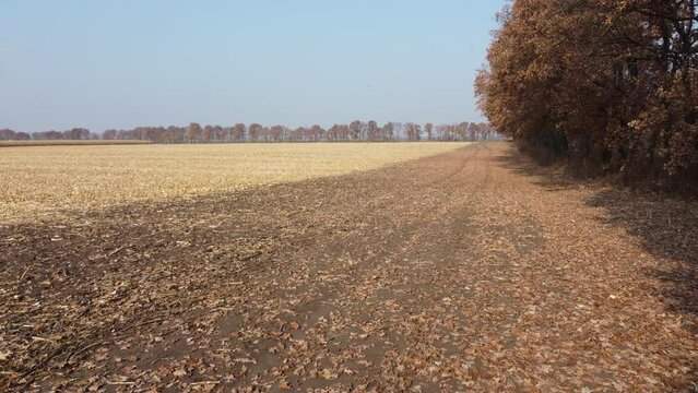 Dry oak leaves fall from wind on yellow field with dry straw after harvesting wheat on sunny autumn day. Agricultural field, trees leaf fall, autumn season. Agricultural agrarian landscape Countryside