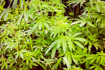 Industrial hemp, sativa grow wild