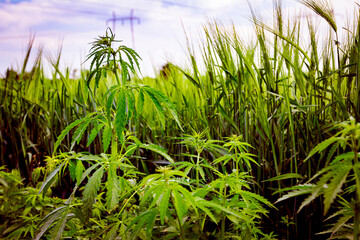 Fototapeta premium Industrial hemp, sativa grow under wheat