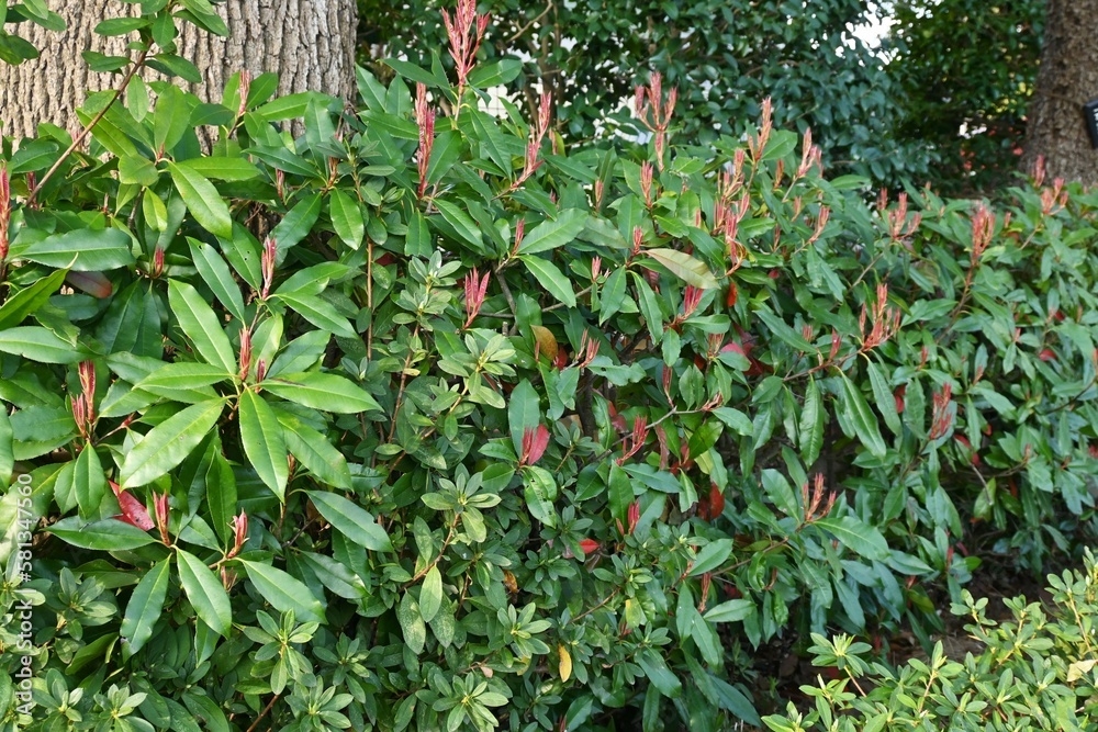 Poster red robin shoots. rosaceae evergreen tree. the red color of the new shoots is beautiful and it is re