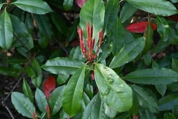 Red robin shoots. Rosaceae evergreen tree.
The red color of the new shoots is beautiful and it is resistant to pests, so it is often used as a hedge.