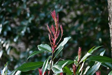 Red robin shoots. Rosaceae evergreen tree.
The red color of the new shoots is beautiful and it is resistant to pests, so it is often used as a hedge.