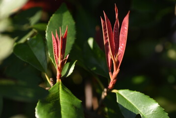 Fototapeta premium Red robin shoots. Rosaceae evergreen tree. The red color of the new shoots is beautiful and it is resistant to pests, so it is often used as a hedge.