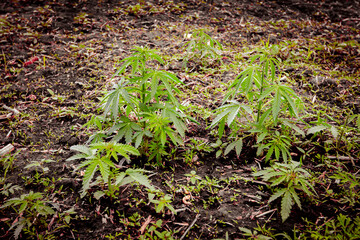 Obraz premium Industrial hemp, sativa grow wild