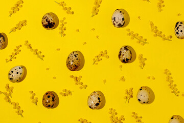 Quail eggs and memosa flowers. Yellow background. Top view. Easter concept.