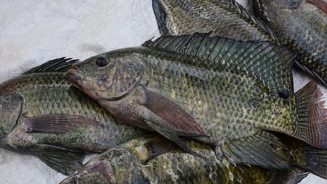 Freshwater tilapia fish is alive, tilapia fish
