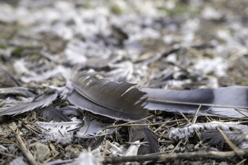 Pigeon feathers in the forest