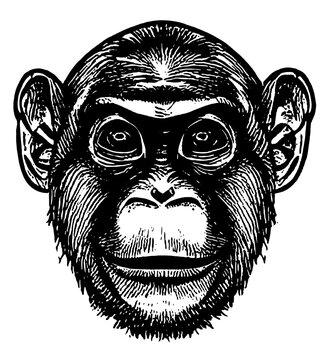 Monkey head LINE DRAWING BLACK AND WHITE 