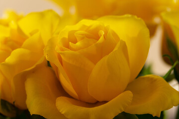blossomed roses in a beautiful deep yellow closeup