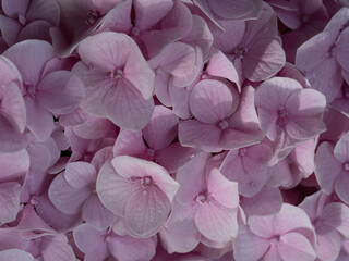 Close-up photo of a bouquet of hydrangeas flowers