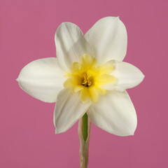 White narcissus flower with a yellow center on a pink  background.