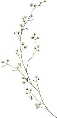 Fototapeta premium Baby breath flower watercolor
