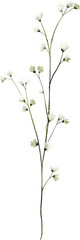 Baby breath flower watercolor