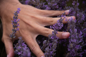 Close of up hand running through purple lavender