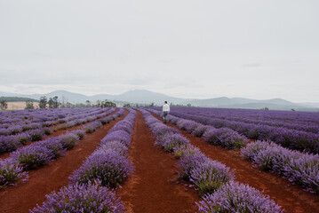 Man walking through purple lavender fields in Tasmania Australia