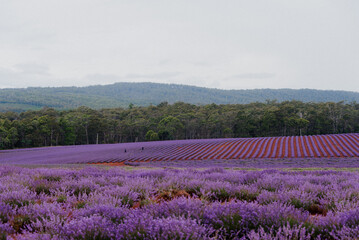 Landscape shot of purple lavender fields, Tasmania Australia
