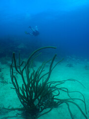 Fototapeta premium some divers exploring the coral reef in the caribbean sea