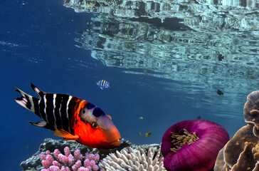 Underwater coral reef landscape