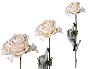Dried white roses of different sizes and cuts isolated on white or transprent background