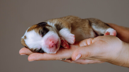 Small Welsh corgi dog puppy sleeping on unrecognizable human hands on gray studio background. Vet hands, pet treatment