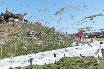 【青森県八戸市蕪島】うみねこ繁殖地の春。一斉に飛び立つウミネコの乱舞