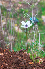 White anemones close-up on a background of green grass