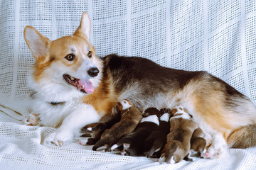 Cute red haired tricolor welsh corgi dog breastfeeding little puppies with milk, lying on white...