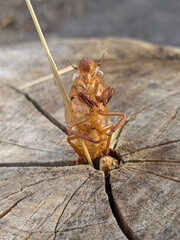 Close-up of cicada molt shed left clinging to a stem of dry hay.