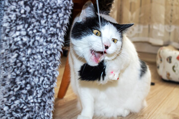 White cat playing with a toy closeup