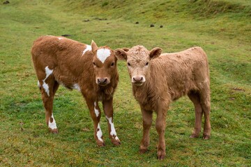
Two young cute calves at Fanal Forest, Madeira, Portugal, Europe. Close-up photo of two calves with green grass int the background. Fanal Forestry Station. 