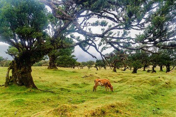 Naklejka na ściany i meble Fanal, ancient laurisilva forest, Madeira, Portugal. UNESCO. View of an old laurel tree in laurel tree forest. Cows in Fanal Forestry. 