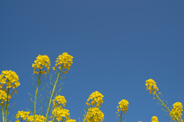 満開の菜の花