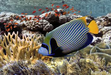 Fototapeta na wymiar Coral reef underwater with school of colorful tropical fish
