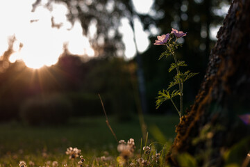 flowers in the garden
