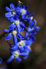 Blue Chionodoxa flowers on a sunny spring day, macro.
