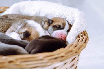 Furry sleepy tricolored welsh corgi puppies lying in blanket of wicker basket on white background. Vet control of health