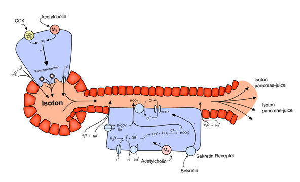 Acinus and Ductus GI System cells Isoton Sekretin Receptor  anatomy and physiology vector illustration