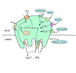 Physiology of the Gastric Parietal Cell explanation diagram vector illustration