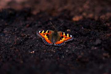 butterfly on the ground